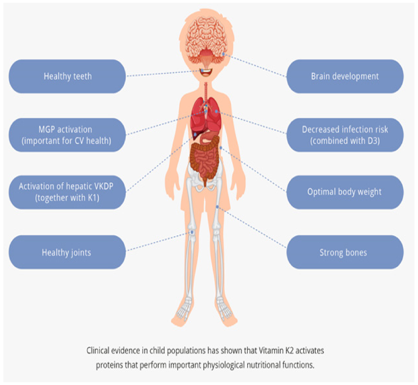 What Role Do Vitamin D3 and K2 Play in Height Growth